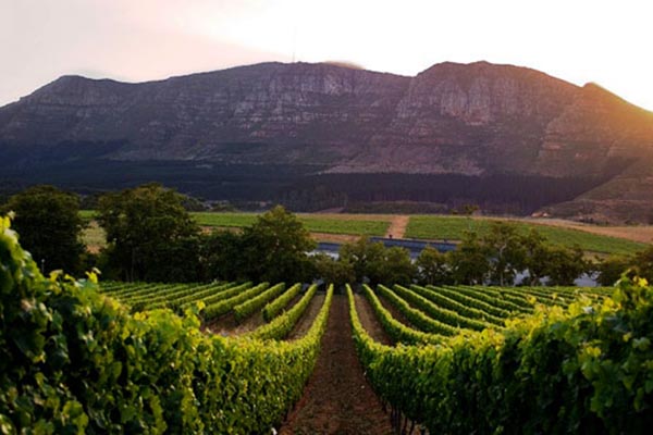 Cape Town Wines